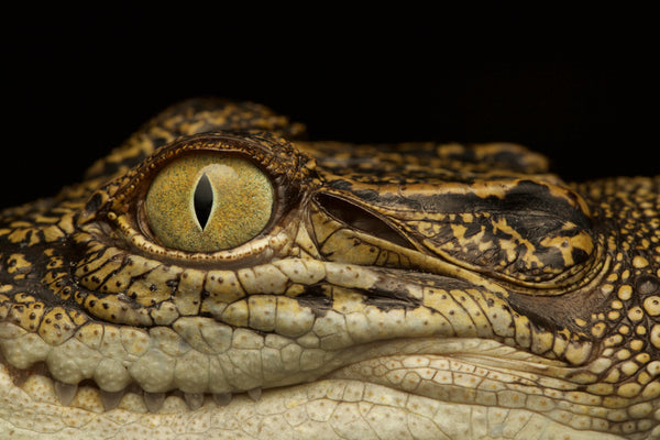 Governance and regulation in the crocodile industry