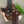Double Hornback Belt